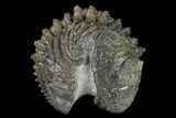 Wide Enrolled Drotops Trilobite - Spiny Phacopid #169566-3